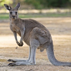 Working in rural Australia