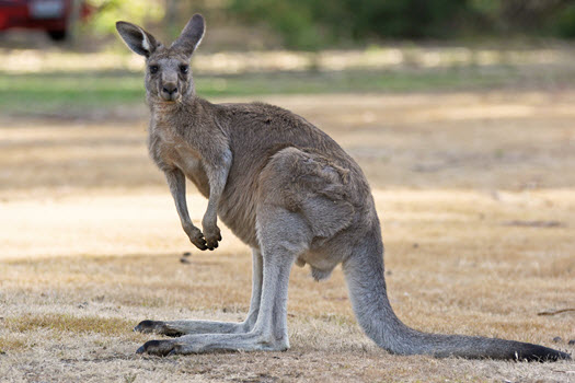 Australian Kangaroos