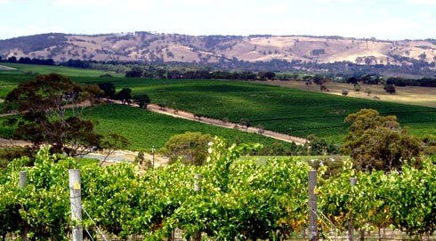 Adelaide Vinyard