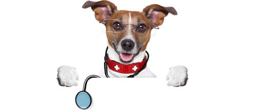 Medical-Doctor-Dog