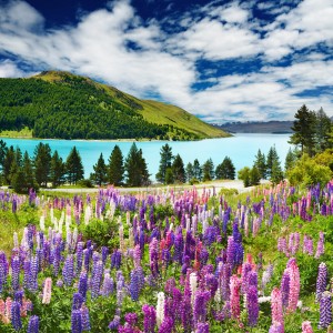 Lake Tekapo New Zealand