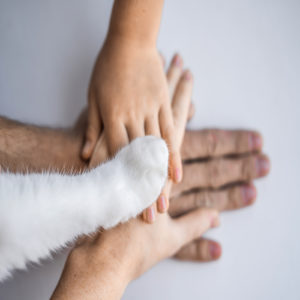 The hands of the family and the furry paw of the cat as a team. Fighting for animal rights, helping animals
